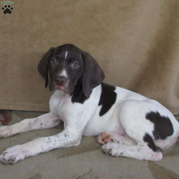 Gracie, German Shorthaired Pointer Puppy